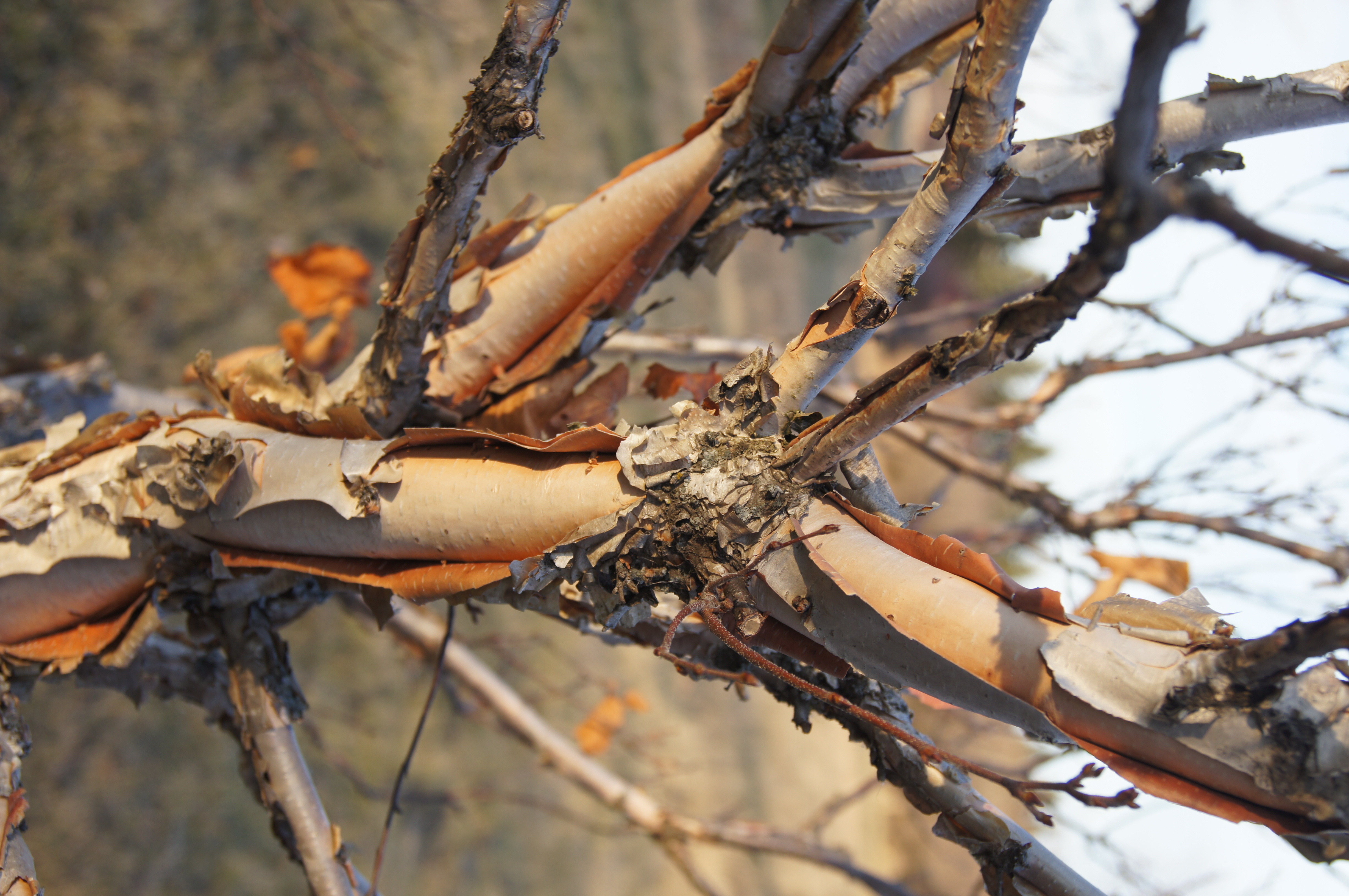 Cinnamon Curls bark