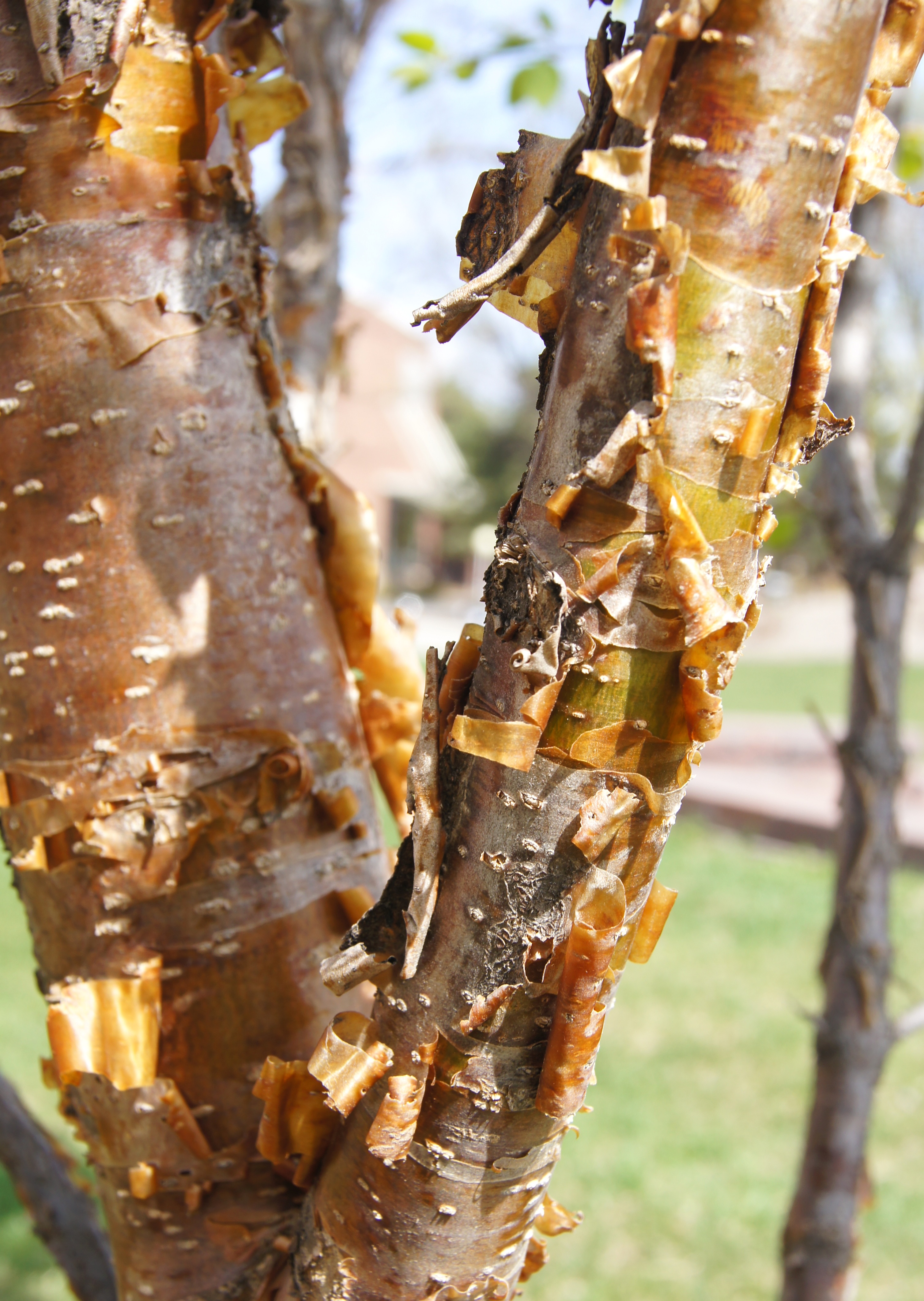 Copper Curls bark