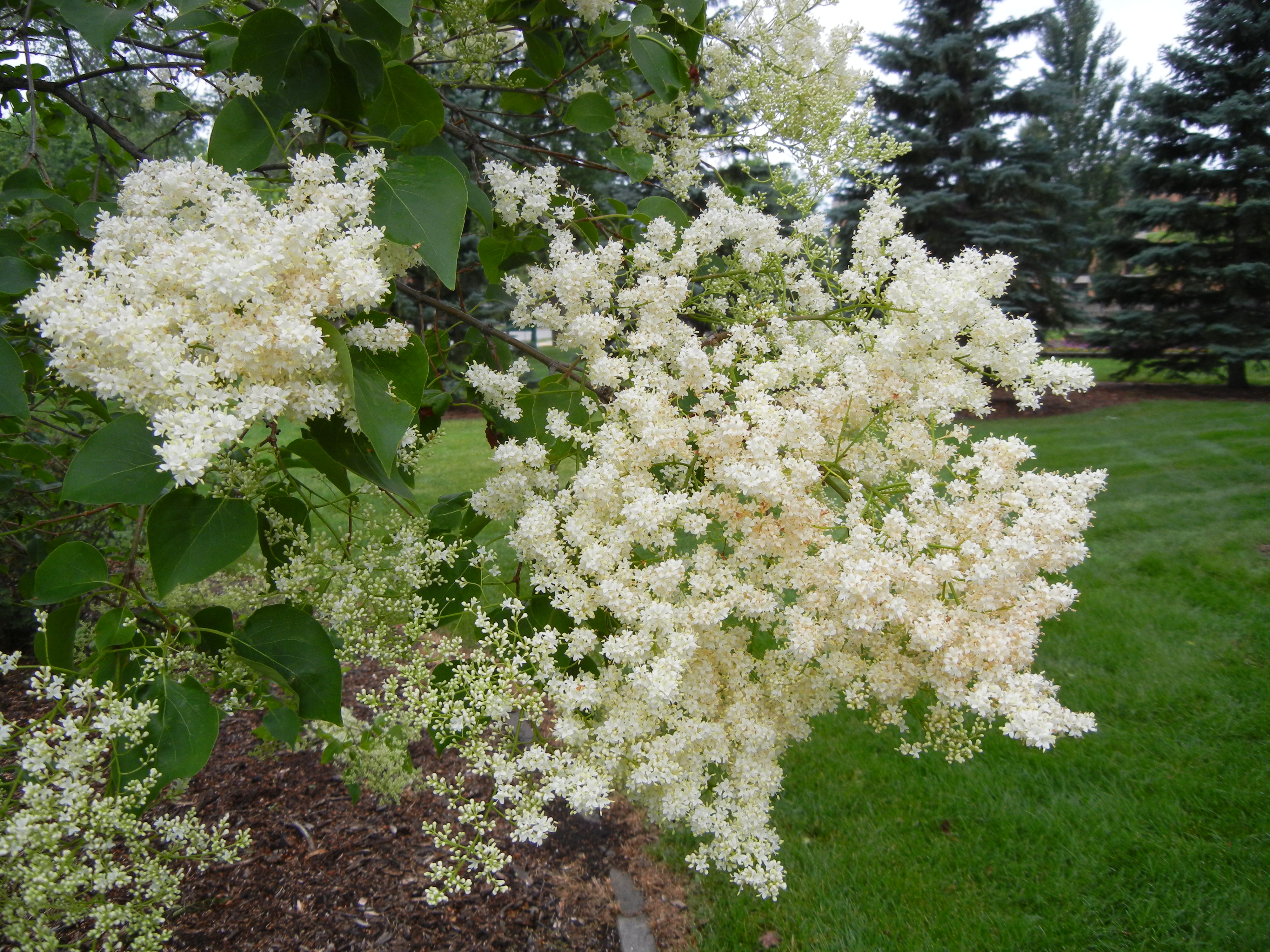 Copper Curls flowers