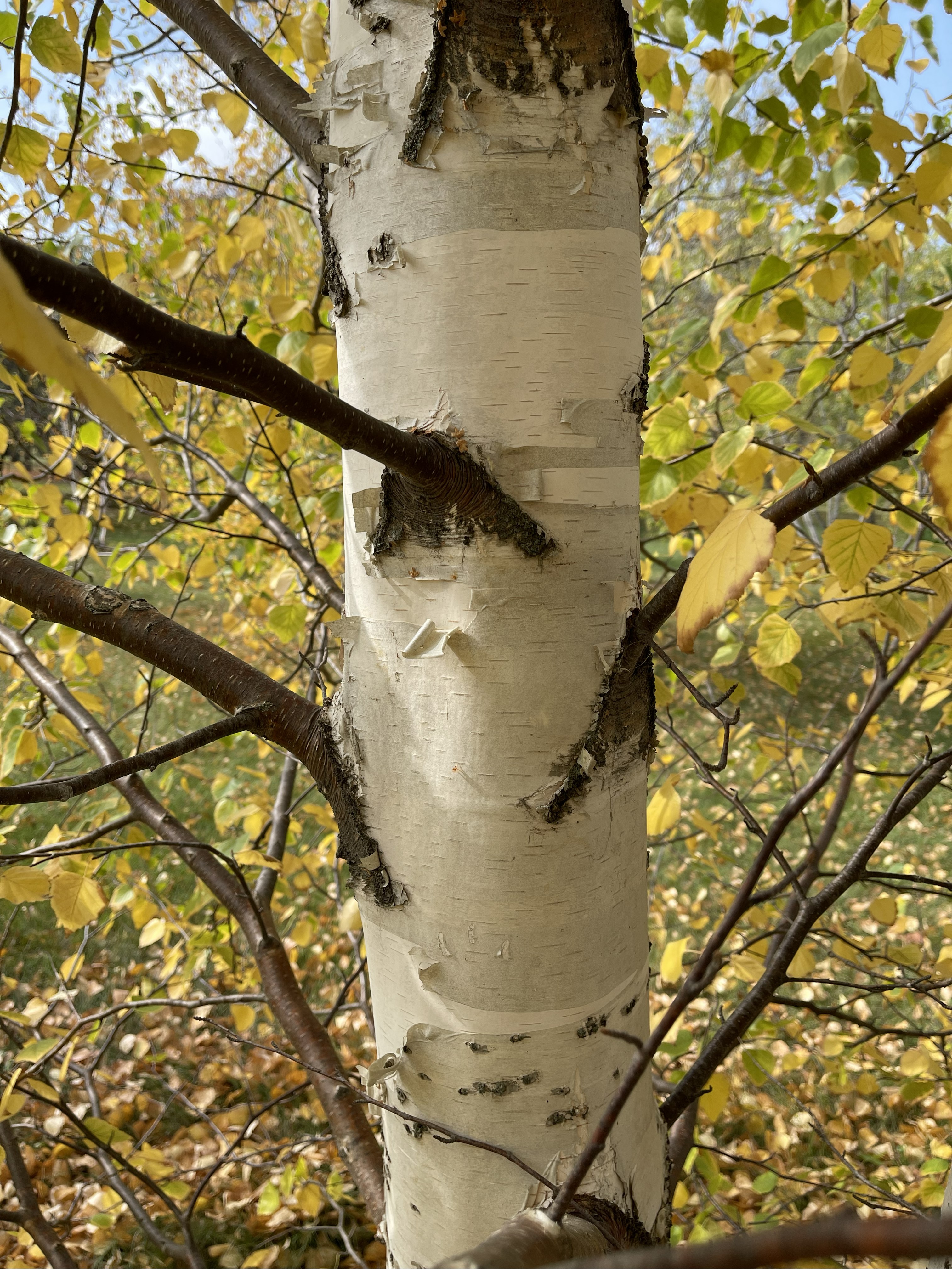 Emerald Flare bark