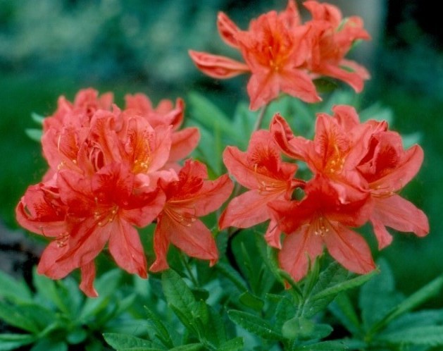 Fireflare Orange flowers