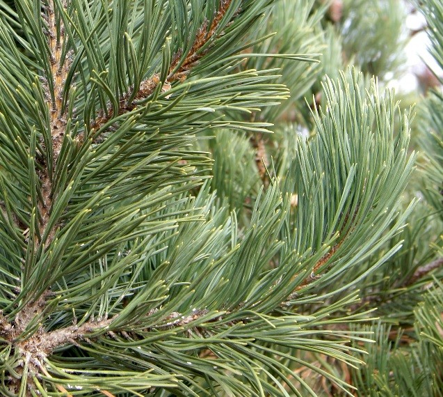 Hyland Splendor closeup