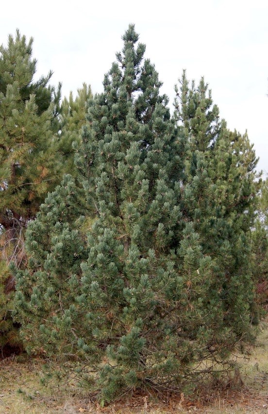 Hyland Splendor