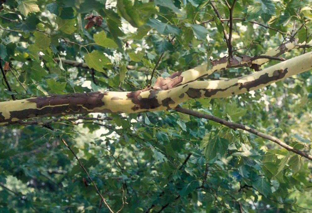 Northern Advance bark