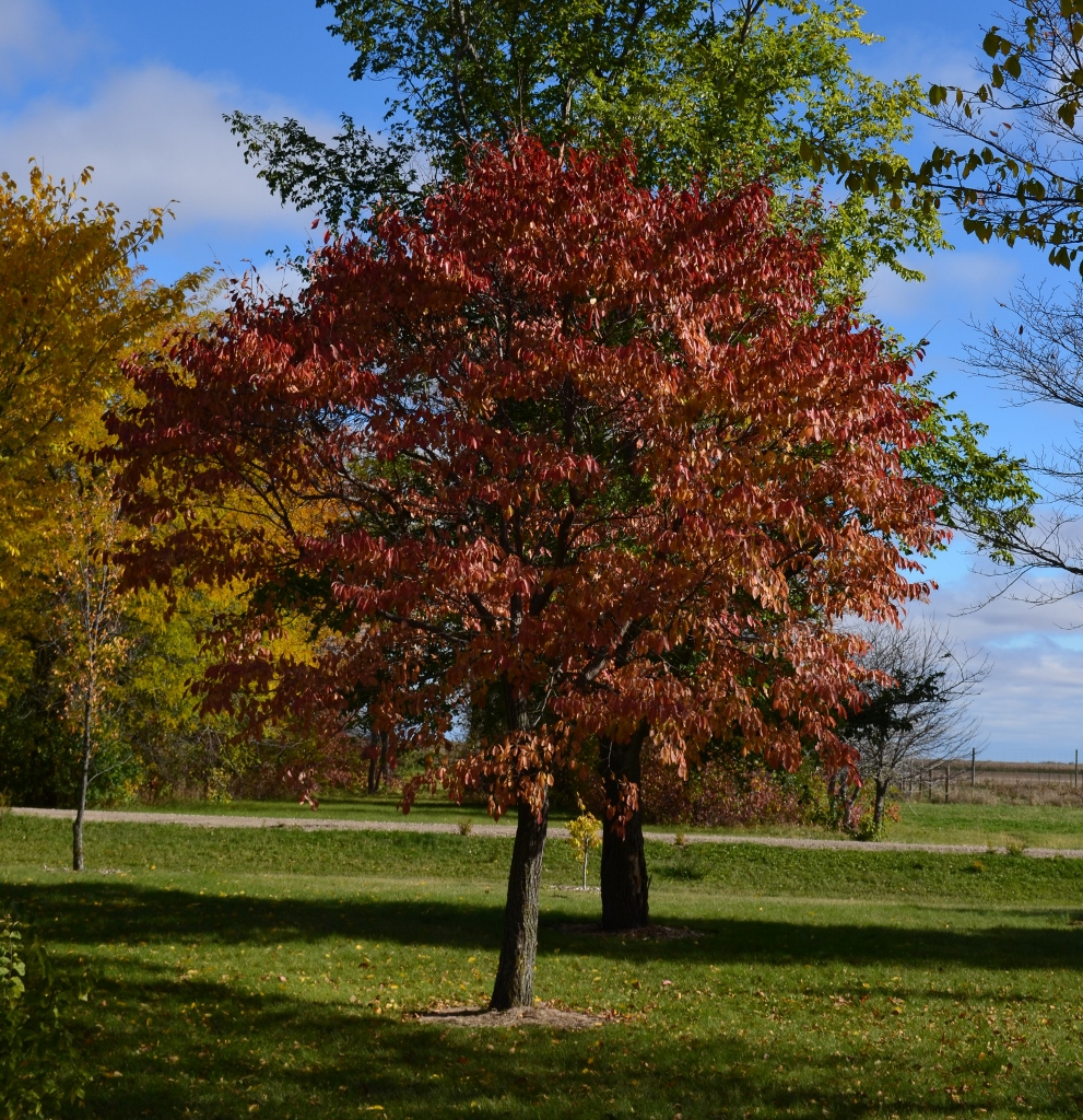 Northern Empress fall