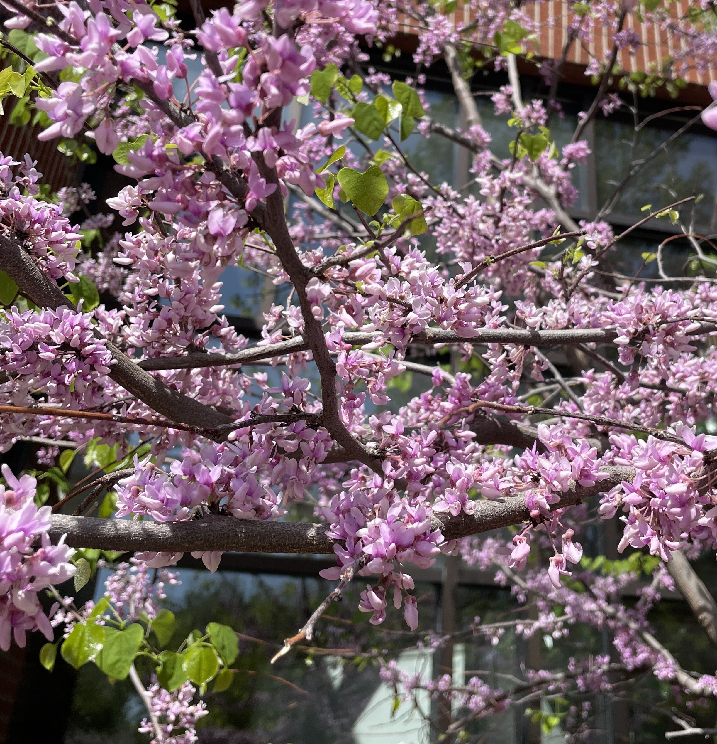 Northern Herald flowers