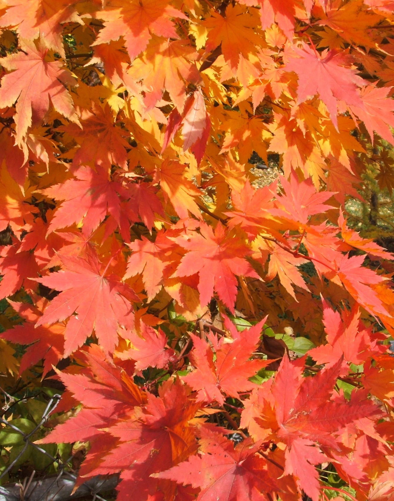 Northern Spotlight fall foliage