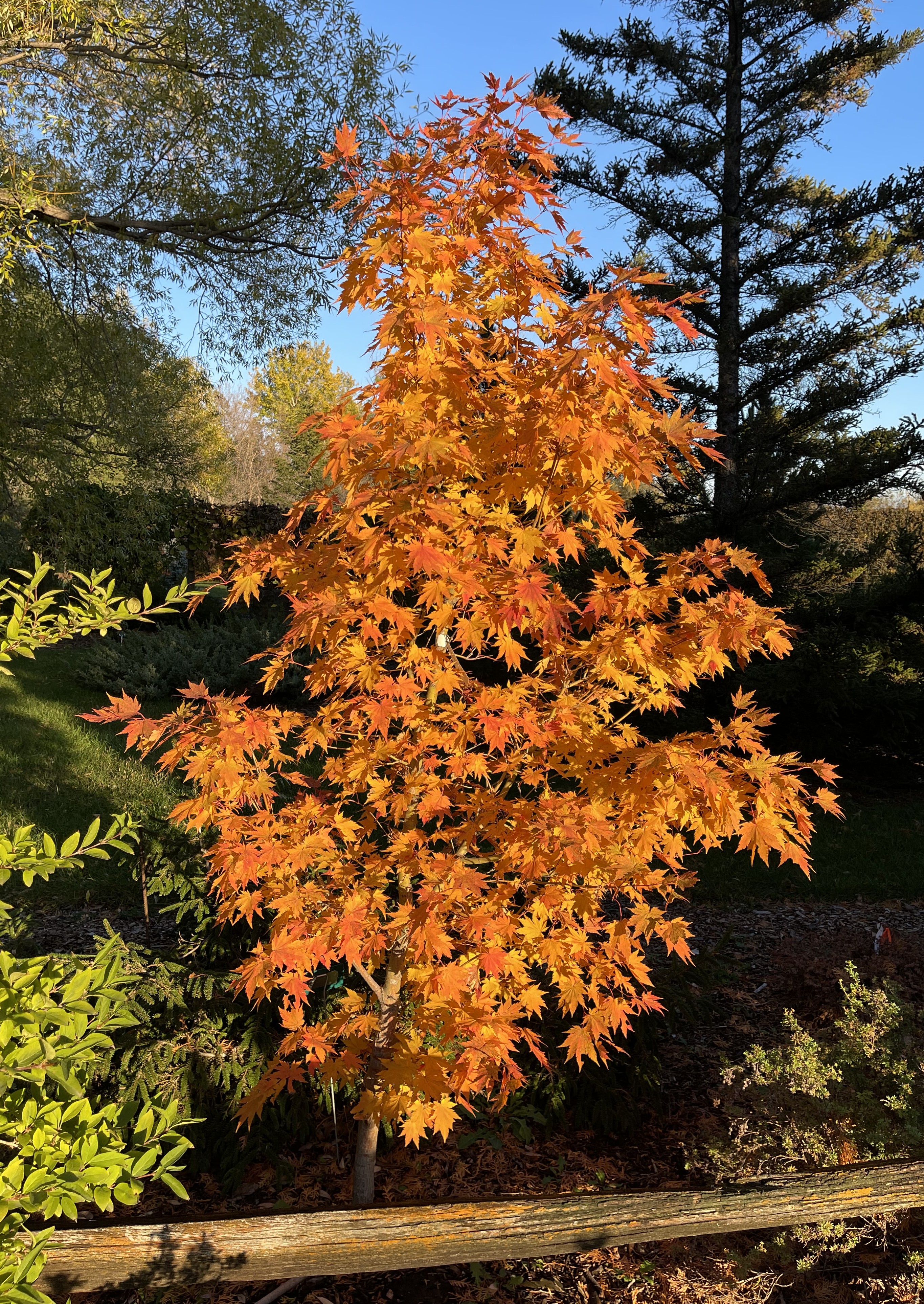 Northern Spotlight fall