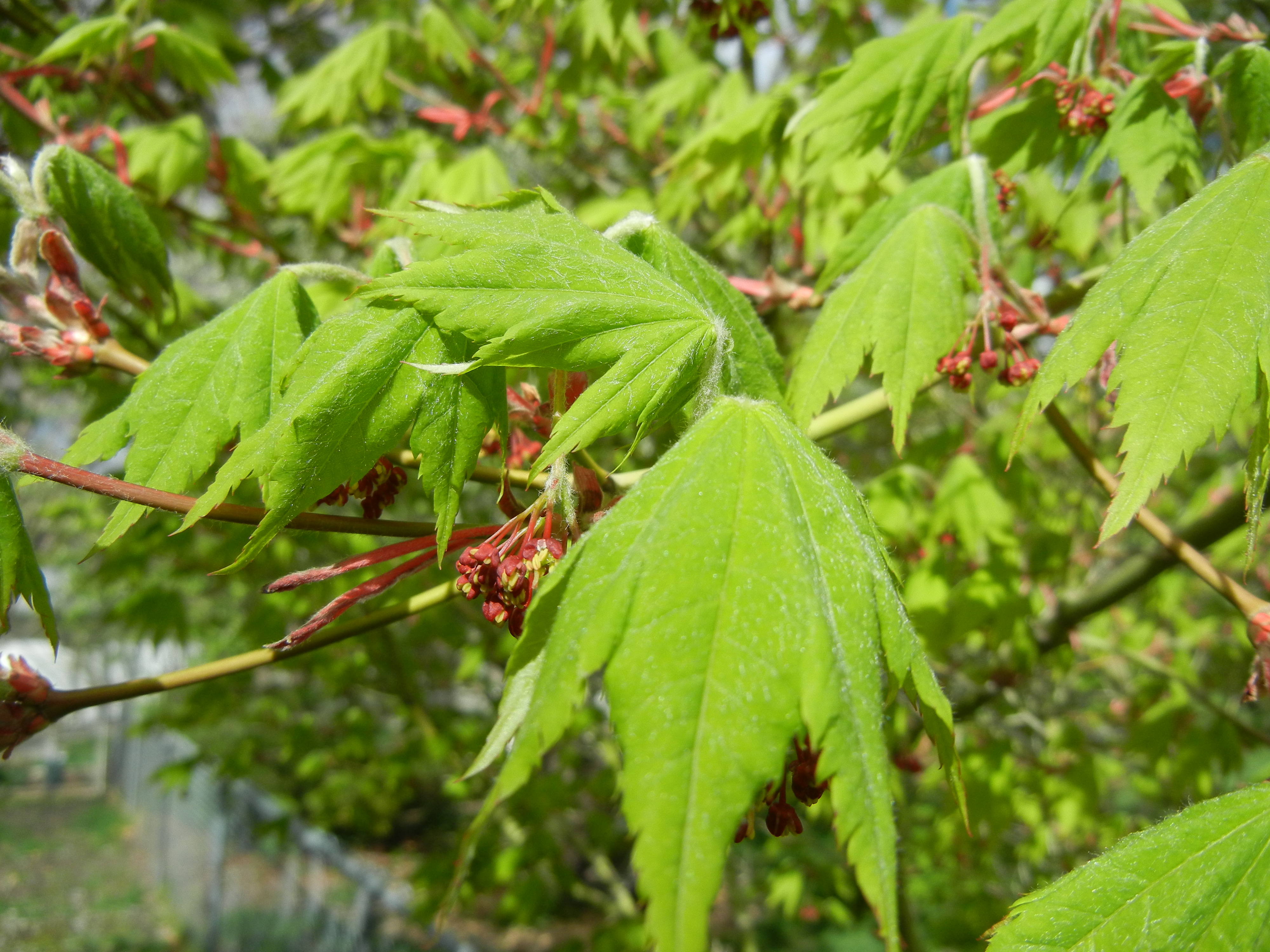 Northern Spotlight spring foliage