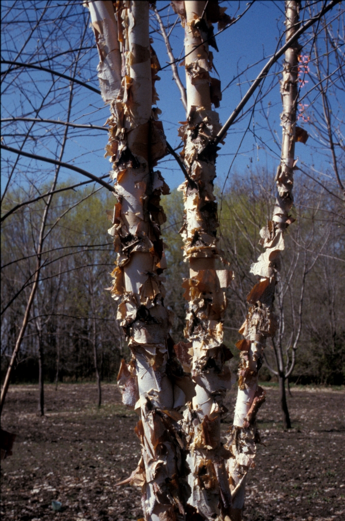 Northern Tribute bark
