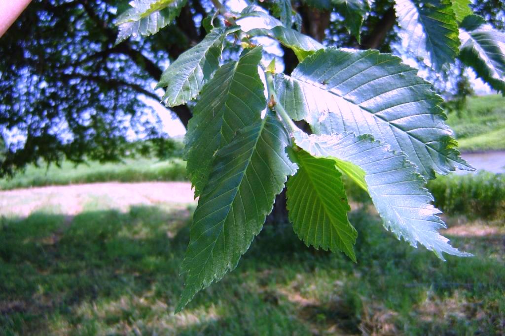 Prairie Expedition foliage