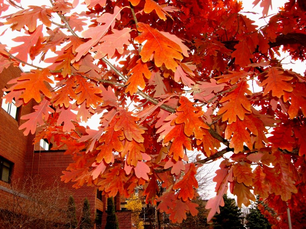 Prairie Stature foliage
