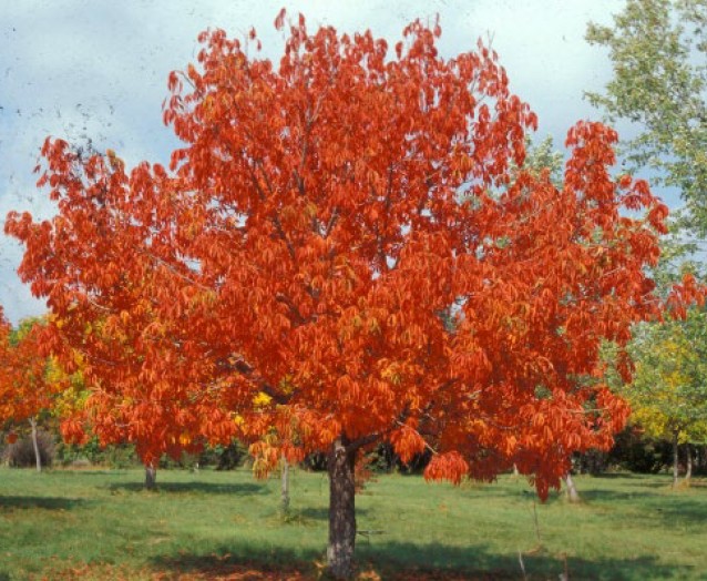 Prairie Torch fall