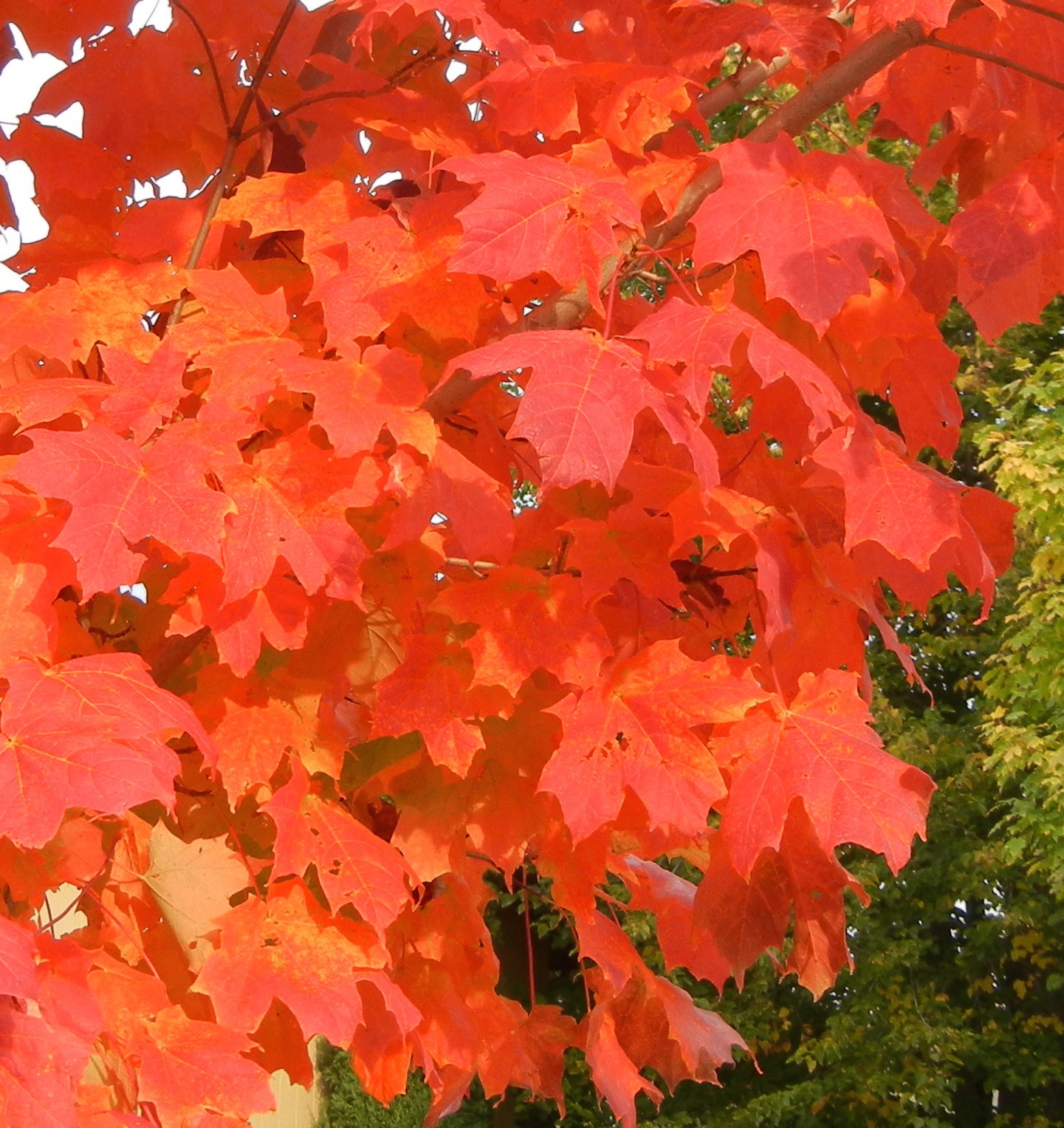 September Flare closeup