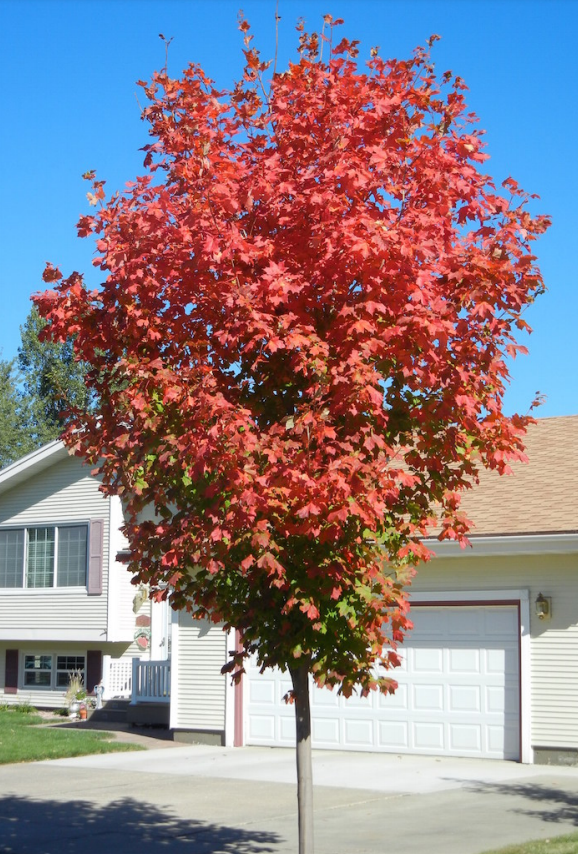 September Flare