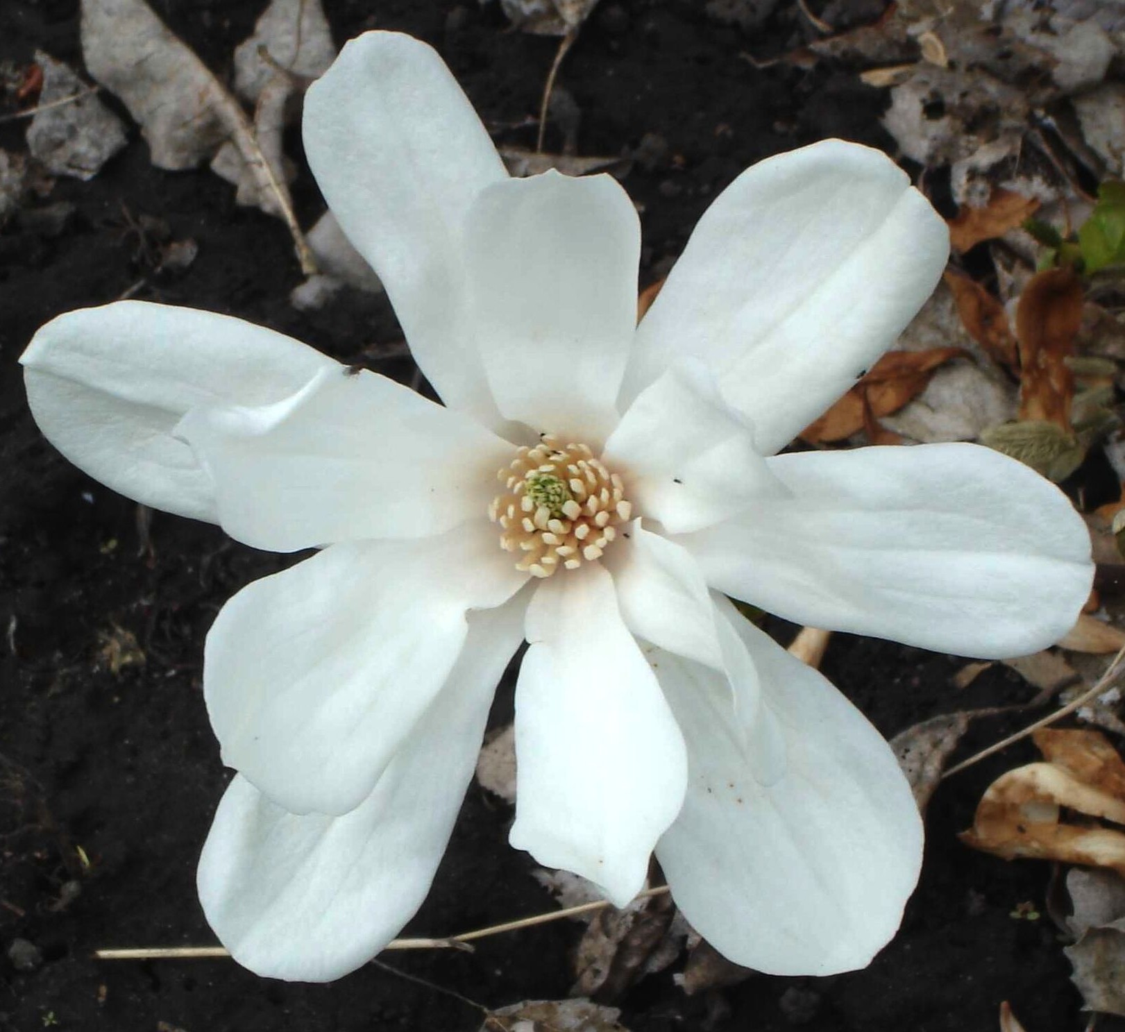 Spring Welcome flower
