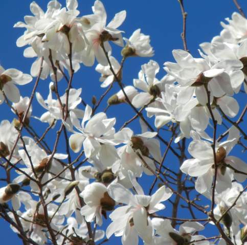 Spring Welcome flowers